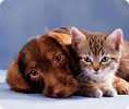 Cat and Dog